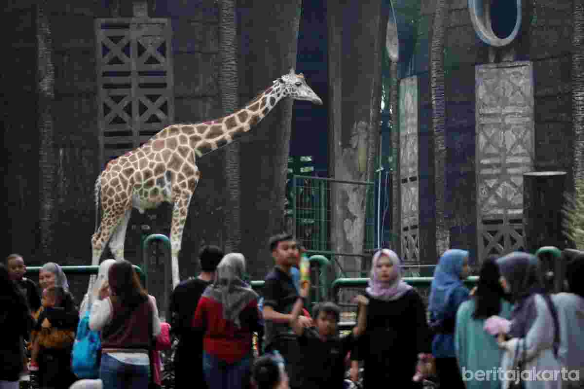 Ragunan Hadirkan Wisata Malam, Pengunjung Bisa Keliling Naik Buggy Car