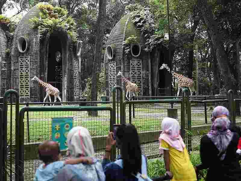 Ragunan Hadirkan Wisata Malam, Pengunjung Bisa Keliling Naik Buggy Car