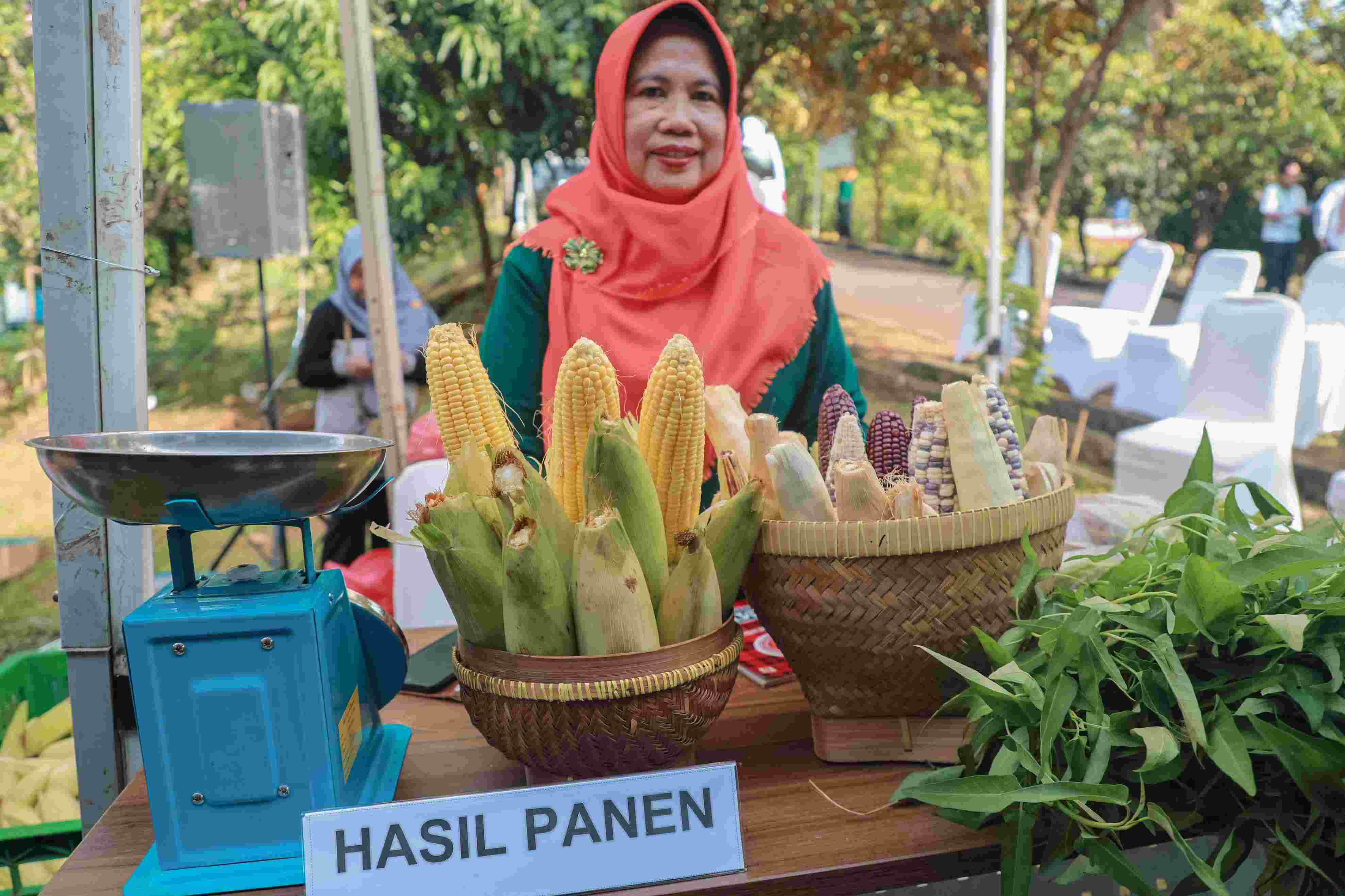 Gubernur Pramono Hadiri Panen Raya Jagung Pulut di Pesanggrahan, Dorong Penguatan Urban Farming di Jakarta
