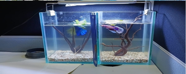 Hobi Ikan Hias Warnai Aktivitas Insan BRILiaN di BRI KC Tangerang Merdeka