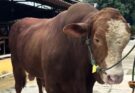 Sapi Kurban Presiden Prabowo untuk Warga Depok Jadi Sorotan, Bobot “Reymon” Tembus 1 Ton