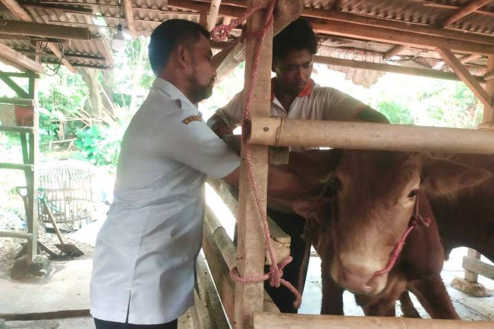 Petugas Pemkot Tangerang memeriksa kesehatan hewan kurban di lapak penjualan serta memberikan stiker resmi kepada pedagang yang memenuhi standar kesehatan 