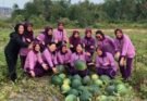 Kogabwilhan I Panen 15 Ton Semangka dari Lahan Ketahanan Pangan di Dompak